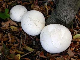 This is just how these Giant puffballs were found in a hardwood. 